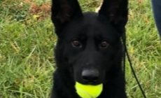 K9 – Police Dogs for Patrol and Detection
